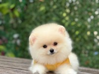 Yeni evlerine gitmeye hazır pomeranian yavruları