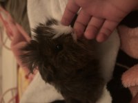 Guinea pig longhair yavru