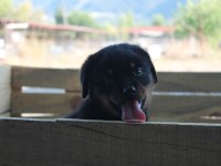 HAYALİNİZDEKİ ROTTWEILER YAVRUSU SİZİ BEKLİYOR