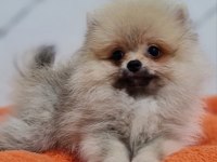 Mini Boy Teacup Boo Pomeranian