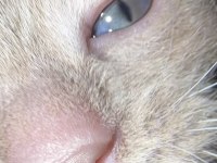 British shorthair yavruları ücretsiz sahiplendirilecektir