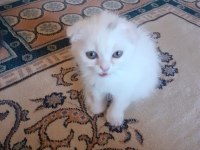 İki buçuk aylık scottish fold yavrular iki erkek bir dişi