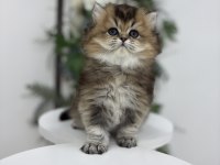 Black golden yakışıklı british longhair