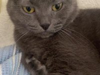 ücretsiz scottish fold kızımız
