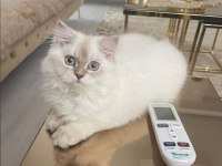 British Longhair blue point