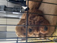 Toy poodle 2 erkek yavru sahiplendirilecek mesaj at