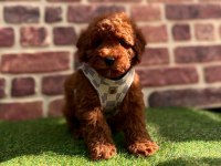 Safkan red brown toy poodle yavrular