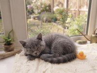 2 Aylık Erkek British Shorthair