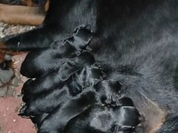 koca kafalar rottweiler