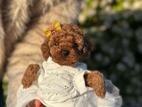 En küçük boy toy poodle yavrularım