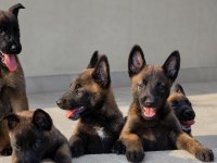 Kaliteli Kan Hattından Belçika Malinois Yavruları