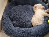 Akıl küpü tatlı terrier kızımız liaa