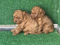 Mini boy toy poodle yavruları
