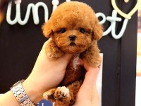 TOY POODLE YAVRULARIM