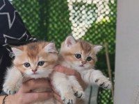 Ankaranın en seçkin golden british shorthair yavruları