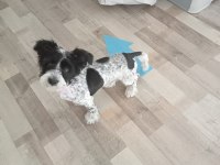 4 Aylık Dişi Melez Köpeğimiz