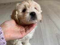 Sütten yeni kesildi dişi ve erkek morkie yavrularımız