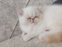 Exotic shorthair 2 aylık dişi