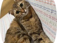 Ücretsiz Sahiplendirme 2 Yaşında Scottish Fold