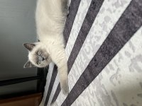 2 aylık blue point erkek british shorthair