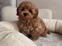Maltipoo Minikler Ped Eğitimli Sıfır Boy