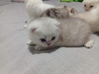 Bristh longhair Bristh shorthair scotish tabby