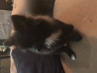 3 aylık pomeranian köpeğimiz