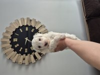 Maltese terrier yavrum