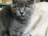 60 günlük british shorthair