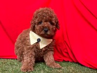 Safkan Toy Poodle Yavrularımız