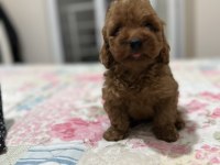 Dark red brown toy poodle yavrumuz