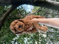 Redbrown Maltipoo 