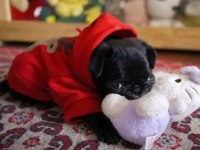 PUG MOPS YAVRULARI