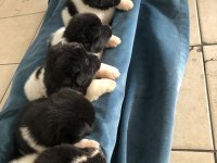 Amerikan akita köpeği