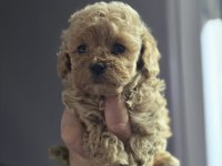 Mini Maltipoo Yavruları
