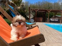 Kraliyet Soyundan Gelen Shih Tzu Yavruları