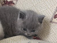 OYUNCU UYSAL YUMAK KEDİMİZ YENİ YUVASINI ARIYOR
