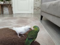 Forpus erkek Takas Olur Gözüm Gibi Baktığım