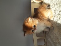 Şecereli safkan golden longhair british yavru dişi erkek