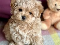 F2 MALTİPOO YAVRULARI