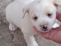 Dişi fino beyaz yavru köpekler