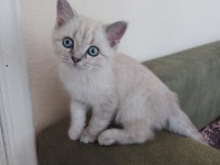 2.5 Aylık British Shorthair Lynx Point