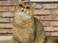 British shorthair golden
