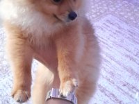 Pomeranian köpeğimiz