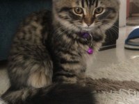 Scottish fold 2.5 aylık