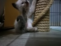 YENİ DOĞAN TATLI SİYAM KEDİLER