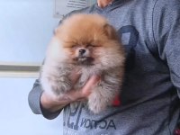 Orijinal Pomeranian Boo Köpeği