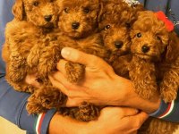 Safkan Irk Garantili Poodle Bebekler
