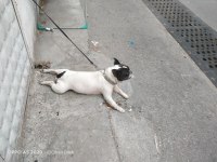 2 yaşında doğum tecrübeli dişi french bulldog