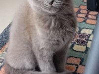 Scottish fold kedisi